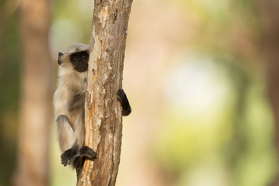 gris, negre, mico, branca, primat, branca d'un arbre, mico en arbre, langur monkey, tronc de l'arbre, sostenint el tronc d’arbre, indi, mico de plata, un animal, fauna animal, animals a la natura, vertebrats, arbre, mamífer, centrar-se en primer pla, naturalesa, a l'aire lliure, cap gent, tronc, planta, dia, longitud completa, bonic, 5K