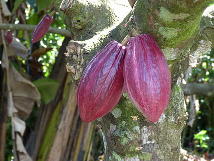 două fructe de cacao, cacao, ciocolată, bomboane, fruct, recolta, copac, copt, Costa Rica, America Centrală, tropice, tropical, agricultură, plantă, creştere, a închide, prospeţime, nici o persoana, frumusețe în natură, natură, zi, să se concentreze asupra primelor elemente, culoarea roz, floare, mancare si bautura, planta cu flori, în aer liber, alimente, Culoarea verde, mâncat sănătos, fragilitate, bunăstare, 4K, CC0, domeniu public, fără drepturi de autor