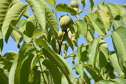 Noci, frutta secca, noce, frutta, verde, pianta, foglia, crescita, colore verde, agricoltura, cibo e bevande, cibo, parte vegetale, Inquadratura dal basso, albero, natura, mangiare sano, freschezza, giorno, nessuno, bellezza nella natura, ramo, avvicinamento, cielo, benessere, all'aperto, maturo, 5K, CC0, dominio pubblico, privo di copyright