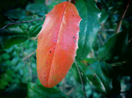 foglia, foglia rossa, colore, fogliame autunnale, autunno, natura, stagione, giallo, pianta, foresta, all'aperto, parte vegetale, crescita, avvicinamento, colore arancione, concentrarsi sulle conoscenze acquisite, bellezza nella natura, giorno, nessuno, freschezza, vulnerabilità, fragilità, colore verde, cibo, rosso, messa a fuoco selettiva, arancia, 4K, CC0, dominio pubblico, privo di copyright