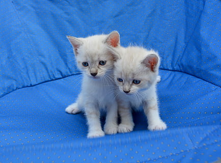 zwei, Weiß, Kätzchen, Blau, Matte, Katzen, Umarmung, Zärtlichkeit, Mitschuld, Liebe, Tier, Tiere, Katzenaugen, Haustier, süß, süße Kätzchen, Haustiere, Säugetier, Tierthemen, inländisch, Hauskatze, Katze, katzenartig, Jungtier, Wirbeltier, drinnen, ein Tier, weiße Farbe, keine Leute, Persische Katze, Weichheit, Tierfamilie, Whisker, Blauer Hintergrund, 4K, CC0, gemeinfrei, lizenzfrei