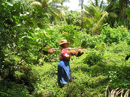 cocos, colheita, tradicionalmente, samoa, exótico, mar do Sul, plantar, árvore, cor verde, crescimento, dia, natureza, terra, chapéu, campo, pessoas reais, roupas, uma pessoa, visão traseira, beleza na natureza, luz solar, ao ar livre, panorama, Fazenda, cena rural, espantalho, agricultor, 1080P, CC0, domínio público, royalty free