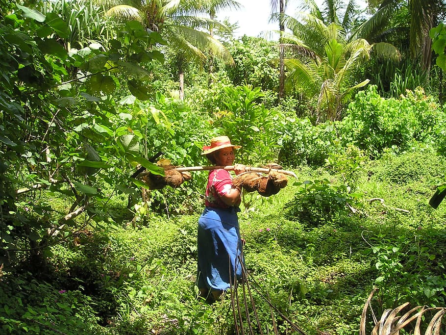 cocos, collita, tradicionalment, samoa, exòtic, sud del mar, planta, arbre, color verd, creixement, dia, naturalesa, terra, barret, camp, persones reals, roba, una persona, vista del darrere, bellesa a la natura, llum solar, a l'aire lliure, paisatge, granja, escena rural, espantaocells, pagès, 1080P