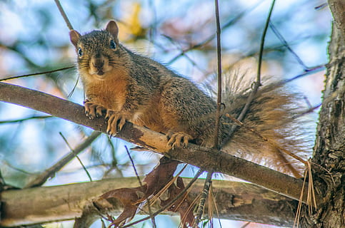 esquirol, arbre, animal, naturalesa, bosc, vida salvatge, bonic, mamífer, salvatge, vermell, rosegador, marró, natural, esponjós, cua, parc, divertit, a l'aire lliure, adorable, pelut, petit, pell, criatura, fusta, blanc, mirant, branca, nou, tardor, ull, verd, curiós, sciurus, cabell, espessa, la vida, temes d'animals, fauna animal, un animal, animals a la natura, vertebrats, cap gent, dia, planta, centrar-se en primer pla, vista d’angle baix, primer pla, retrat, bigotis, 4K, CC0, domini públic, lliure de regalies