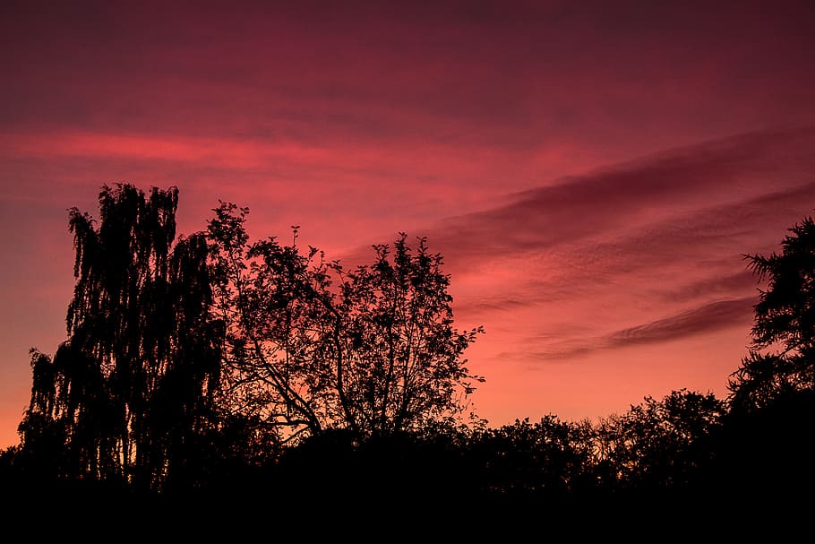 solnedgang, himmel, Danmark, træ, silhuet, plante, skønhed i naturen, natur, sky - himmel, ro, scenics - natur, ingen mennesker, jord, rød, dramatisk himmel, Skov, rolig scene, skumring, landskab, fyrretræ, vækst, udendørs, mørk, nåletræ, fyrreskov, lilla, 5K