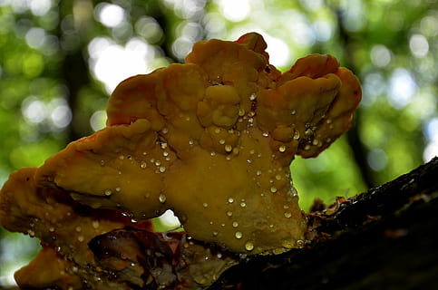 agaric, vår, sopp, anlegg, nærbilde, våt, skjønnhet i naturen, miste, vekst, natur, ingen folk, fokusere på forgrunnen, vann, dag, sårbarhet, utendørs, tre, skjørhet, friskhet, blomst, selektiv fokusering, dugg, regndråpe, 4K, CC0, offentlig domene, opphavsrett gratis