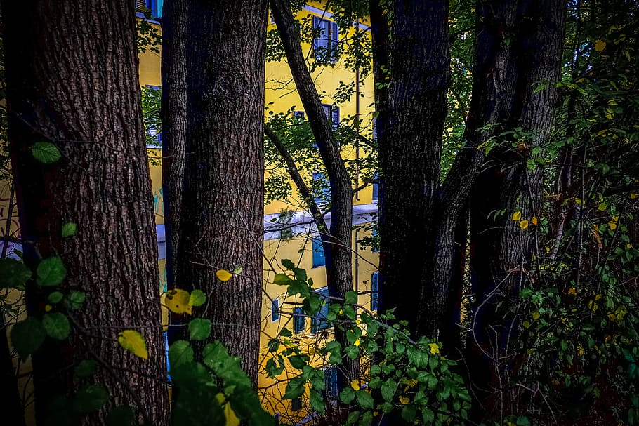 landschap, natuur, trunks, bomen, schors, takken, daglicht, milieu, groei, bladeren, buitenshuis, fabriek, bossen, geel, royalty's, boom, romp, boomstam, Bos, kalmte, schoonheid in de natuur, land-, geen mensen, bos-, dag, rustige scène, zonlicht, scenics - natuur, tak, groene kleur, bamboe - plant, 4K