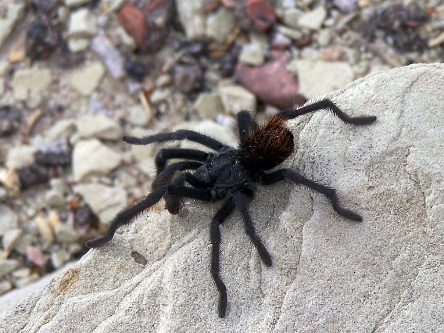 pavouk, tarantule, velký, Skála, chlupatý, poušť, volně žijících živočichů, pavoukovec, Příroda, makro, zvířat, zvíře, jednoho zvířete, zvířata ve volné přírodě, bezobratlý, pevný, hmyz, rock - objekt, detail, nikdo, den, členovců, venku, vysoký úhel pohledu, zoologie, námořní, 1080P