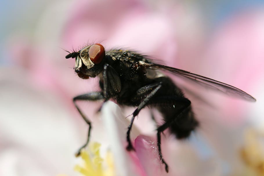 fliegen, Kirschblüte, Insekt, Frühling, Makro, klein, Tier, Sitzung, schließen, wirbellos, Tierthemen, Tierwelt, ein Tier, Tiere in freier Wildbahn, Nahansicht, Tierflügel, Blume, blühende Pflanze, Pflanze, Zerbrechlichkeit, selektiver Fokus, extreme Nahaufnahme, Schönheit in der Natur, Verletzlichkeit, Natur, keine Leute, Blütenkopf, draußen, Bestäubung, 5K