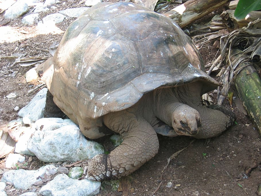 Schildkröte, Riesenschildkröte, Panzer, gepanzert, langsam, Seychellen, Reptil, Tier, Natur, Tierwelt, Tierhülle, Tierthemen, Tiere in freier Wildbahn, Wirbeltier, keine Leute, Tag, Land, ein Tier, Schale, High Angle View, solide, Feld, Rock, draußen, Schildpatt, Marine, 1080P