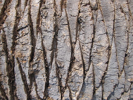 arbre, textura, naturalesa, patró, vell, fusta, marró, grunge, palmell, esquerdat, natural, envellit, grungy, fons, marc complet, cap gent, dia, tronc de l'arbre, tronc, aspre, primer pla, planta, a l'aire lliure, patró natural, creixement, escorça de la planta, bellesa a la natura, terra, 1080P, CC0, domini públic, lliure de regalies