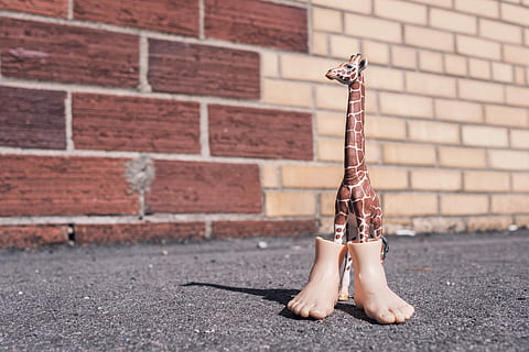 brown, white, giraffe figurine, white giraffe, figurine, objects, animals, whimsical, lazy, toy, giraffe, colorful, big, feet, silly, humor, funny, goofy, brick, brick wall, low section, standing, one person, outdoors, day, wall, women, human leg, focus on foreground, architecture, adult, human body part, wall - building feature, shoe, body part, real people, city, human foot, waiting, 5K, CC0, public domain, royalty free