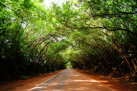 green, tree, road, light, forest, nature, landscape, park, leaves, outdoor, outdoor lighting, season, scene, foliage, sunlight, travel, country road, leaf, forest landscape, sunshine, sun, scenic, paraguay, plant, the way forward, direction, transportation, growth, green color, diminishing perspective, beauty in nature, day, no people, land, tranquility, outdoors, symbol, tranquil scene, empty road, 4K, CC0, public domain, royalty free