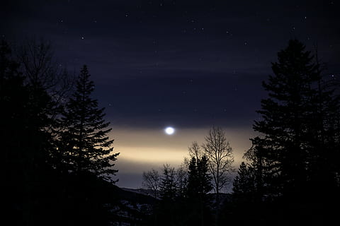 green, leafed, trees, nighttime, forest during night, silhouette, photo, tall, tree, night time, night, sky, forest, nature, landscape, dark, scenics, outdoors, dusk, tranquil Scene, no People, beauty In Nature, winter, moon, plant, scenics - nature, space, star - space, tranquility, astronomy, moonlight, full moon, low angle view, idyllic, coniferous tree, 8K, CC0, public domain, royalty free