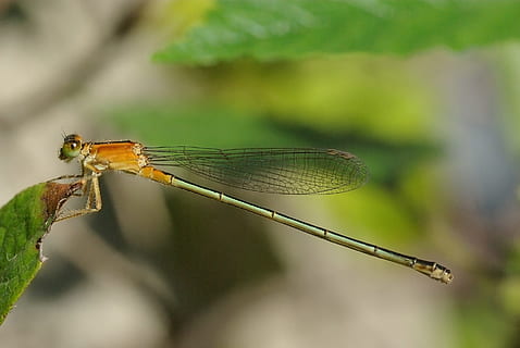 bluetail, comú, insecte, error, senyoreta, macro, ales, full, noia volant, ischnura senegalensis, temes d'animals, animal, invertebrat, un animal, fauna animal, animals a la natura, primer pla, ala dels animals, libèl·lula, naturalesa, centrar-se en primer pla, part del cos dels animals, planta, a l'aire lliure, dia, cap gent, part de la planta, condició natural, petit, ull d’animals, 1080P, CC0, domini públic, lliure de regalies