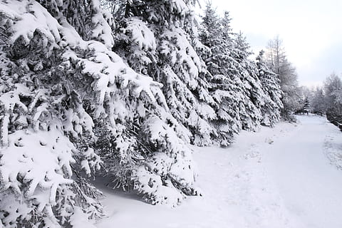 Winter, Tree, Path, Snowflake, Cold, tree, path, zing, snow, forest, trees, road, cold temperature, nature, no people, plant, beauty in nature, tranquility, covering, tranquil scene, day, land, scenics - nature, white color, frozen, field, environment, outdoors, extreme weather, pine tree, snowcapped mountain, coniferous tree, fir tree, 4K, CC0, public domain, royalty free