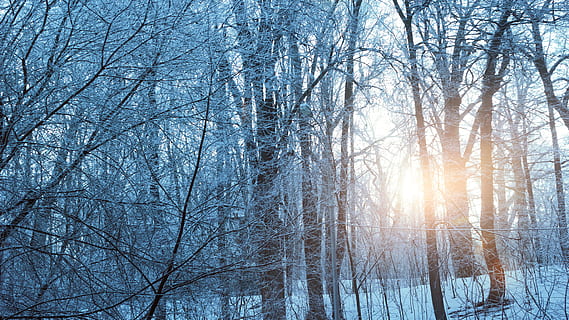 temporada de neu, arbres, daurat, hores, neu, temporada, hora daurada, hivern, 2017, posta de sol, naturalesa, paisatge, sol, cel, núvols, cel del capvespre, nord, naturalesa viva, blanc, els arbustos, pi, arbre, bosc, silenci, llum, planta, Rússia, llum solar, bellesa, botànic, calma, salvatge, els raigs del sol, arbre nu, temperatura de fred, bellesa a la natura, terra, tranquil·litat, escenics - natura, branca, escena tranquil·la, escena no urbana, cap gent, tronc de l'arbre, tronc, a l'aire lliure, clima extrem, bosc de pi, 5K, CC0, domini públic, lliure de regalies