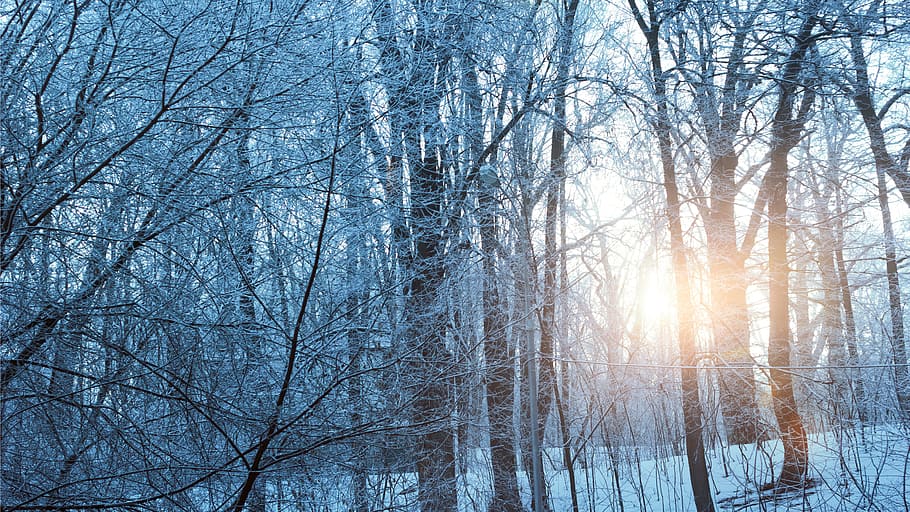 temporada de neu, arbres, daurat, hores, neu, temporada, hora daurada, hivern, 2017, posta de sol, naturalesa, paisatge, sol, cel, núvols, cel del capvespre, nord, naturalesa viva, blanc, els arbustos, pi, arbre, bosc, silenci, llum, planta, Rússia, llum solar, bellesa, botànic, calma, salvatge, els raigs del sol, arbre nu, temperatura de fred, bellesa a la natura, terra, tranquil·litat, escenics - natura, branca, escena tranquil·la, escena no urbana, cap gent, tronc de l'arbre, tronc, a l'aire lliure, clima extrem, bosc de pi, 5K