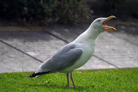 seagull, noisy, gull, squawk, squawking, nuisance, open, beak, bird, sea-gull, animal themes, animal, animals in the wild, vertebrate, animal wildlife, one animal, grass, plant, no people, day, land, field, nature, green color, focus on foreground, outdoors, side view, perching, full length, 5K, CC0, public domain, royalty free