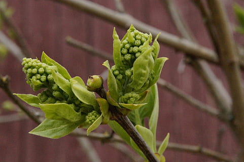 Castagna, germoglio, primavera, lenz, verde, tramortire, motore, ramo, pianta, crescita, colore verde, avvicinamento, nessuno, concentrarsi sulle conoscenze acquisite, parte vegetale, bellezza nella natura, foglia, freschezza, natura, cibo e bevande, cibo, giorno, all'aperto, fiore, mangiare sano, messa a fuoco selettiva, stelo vegetale, 5K, CC0, dominio pubblico, privo di copyright