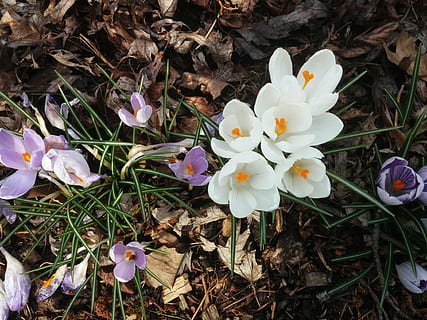 flors, primavera, crocus, planta amb flors, flor, pètal, planta, fragilitat, vulnerabilitat, bellesa a la natura, frescor, camp, terra, creixement, Color blanc, cap de flor, primer pla, inflorescència, vista d’angle alt, naturalesa, cap gent, dia, iris, safrà, pol·len, 4K, CC0, domini públic, lliure de regalies