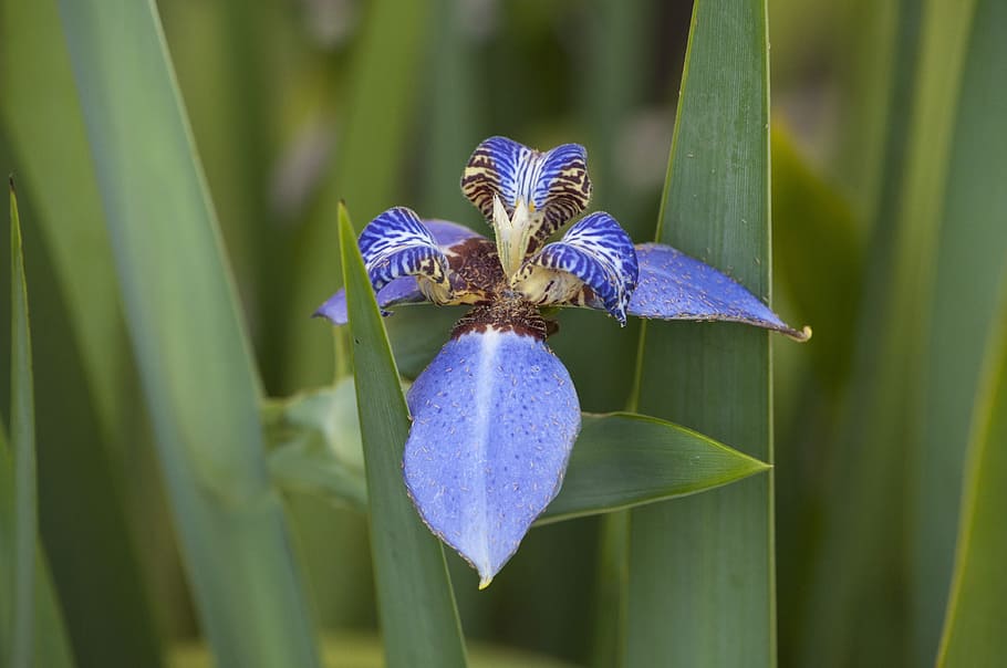 falsk, iris, blomst, lilje, lilla, falsk iris, iris, blomst, mønstre, natur, haver, makro, vækst, skønhed i naturen, skrøbelighed, blomstrende plante, plante, friskhed, tæt på, sårbarhed, kronblad, iris - plante, blomsterhoved, blomsterstand, ingen mennesker, blad, plante del, grøn farve, dag, udendørs, bestøvning, 4K