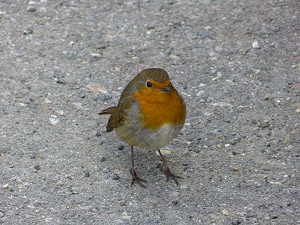robin, ocell, animals, erithacus rubecula, bonic, temes d'animals, animal, un animal, fauna animal, vertebrats, animals a la natura, dia, vista d’angle alt, cap gent, a l'aire lliure, posat, naturalesa, primer pla, terra, centrar-se en primer pla, zoologia, longitud completa, camp, 4K, CC0, domini públic, lliure de regalies