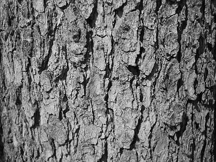 escorça d'arbre, escorça, arbre, textura, blanc i negre, negre blanc, naturalesa, fons, material de fusta, patró, primer pla, tronc de l'arbre, marró, bosc, aspre, sec, material, tronc, marc complet, cap gent, escorça de la planta, planta, dia, esquerdat, a l'aire lliure, patró natural, animals a la natura, efecte texturat, 1080P, CC0, domini públic, lliure de regalies