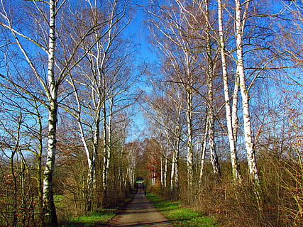 musim semi, jalan, pengatur jarak, Birch, cara, hutan, pohon, alam, menanam, arah, jalan lurus, ketenangan, tanah, keindahan di alam, adegan yang tenang, hari, tidak ada orang, pertumbuhan, musim gugur, langit, adegan non-urban, perspektif yang berkurang, trotoar, scenics - alam, pohon telanjang, di luar rumah, perubahan, treelined, 4K, CC0, domain publik, bebas royalti