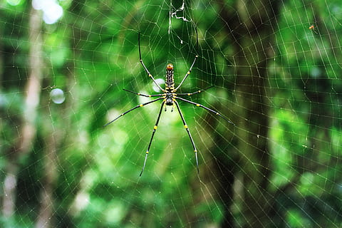edderkop, natur, insekt, web, makro, farligt, have, frygt, giftig, net, design, rovdyr, edderkoppespind, dyre temaer, dyr, hvirvelløse, arachnid, leddyr, dyr i naturen, dyreliv, skrøbelighed, tæt på, et dyr, overlevelse, ingen mennesker, dyr ben, fokus på forgrunden, sårbarhed, udendørs, kompleksitet, 5K, CC0, offentligt domæne, royaltyfrie