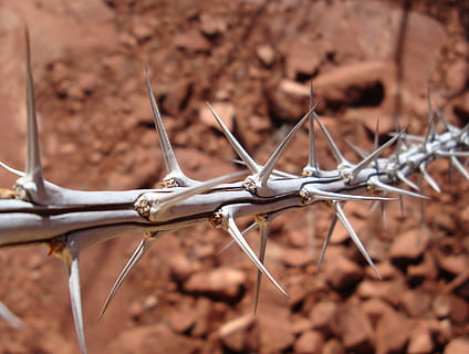 foto de vid espiga, espinas, espinoso, agudo, naturaleza, Desierto, sedona, espiga, puntiagudo, planta, ramita, día, nadie, de cerca, al aire libre, cerca, proteccion, la seguridad, seguridad, centrarse en primer plano, límite, barrera, alambre de espino, metal, tierra, luz del sol, campo, cable, enfoque selectivo, 1080P, CC0, dominio público, libre de derechos