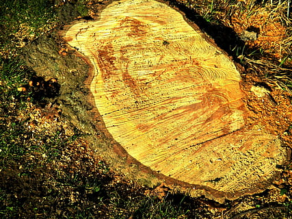 træ, log, bark, synes godt om, årlige ringe, savsmuld, Skov, træ - materiale, plante, træstump, jord, tekstureret, natur, træstamme, tømmer, bagagerum, skovrydning, dag, ingen mennesker, tæt på, høj vinkel visning, udendørs, træ ring, 4K, CC0, offentligt domæne, royaltyfrie