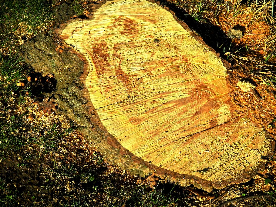 arbre, registre, escorça, M'agrada, anells anuals, serradures, bosc, fusta, material de fusta, planta, monstre de l'arbre, terra, textura, naturalesa, tronc de l'arbre, tronc, desforestació, dia, cap gent, primer pla, vista d’angle alt, a l'aire lliure, anell d’arbre, 4K