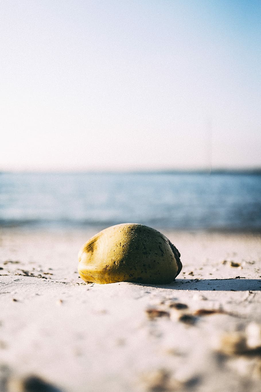Grün, Kokosnussfrucht, Boden, Wasser, Sand, Meer, Strand, Himmel, Land, Horizont, selektiver Fokus, Horizont über Wasser, Natur, keine Leute, klarer Himmel, Schönheit in der Natur, Szenen - Natur, kopieren sie platz, Tag, Ruhe, Nahansicht, Gelb, draußen, Oberflächenniveau, 5K