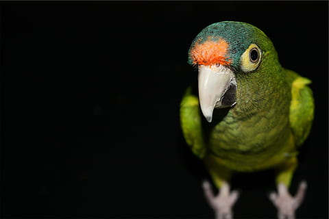 superficial, fotografía de enfoque, verde, periquito, atención, fotografía, pájaro, loro, un animal, fondo negro, pico, de cerca, animales en la naturaleza, fauna animal, pluma, nadie, vertebrado, copia espacio, parte del cuerpo del animal, foto de estudio, color verde, retrato, naturaleza, parte del cuerpo, ojo de animal, 1080P, CC0, dominio público, libre de derechos