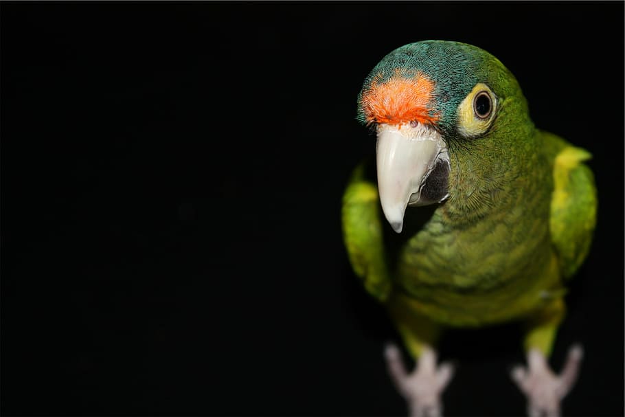 poc profund, focalitzar la fotografia, verd, pissarra, focus, fotografia, ocell, lloro, un animal, fons negre, bec, primer pla, animals a la natura, fauna animal, ploma, cap gent, vertebrats, còpia espai, part del cos dels animals, tir de l'estudi, color verd, retrat, naturalesa, part del cos, ull d’animals, 1080P