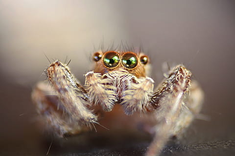 Insekt, Auge, Makro, Spinnentier, wirbellos, Tier, Tierthemen, Tierwelt, Gliederfüßer, Spinne, springende Spinne, Nahansicht, Tiere in freier Wildbahn, ein Tier, selektiver Fokus, Zoologie, Natur, keine Leute, Tag, draußen, Tierkörperteil, Tierauge, 4K, CC0, gemeinfrei, lizenzfrei