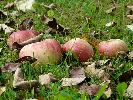 eple, eng, innhøsting, plukke, nedfallsfrukt, frukthage, frukt, vitaminer, sunn, moden, rød, nydelig, mat, næringsstoffer, høst, grønnsak, natur, organisk, friskhet, årstid, vegetarisk mat, jordbruk, gresskar, spise sunt, anlegg, vekst, land, mat og Drikke, felt, ingen folk, nærbilde, gress, sopp, dag, utendørs, skjønnhet i naturen, grønn farge, blad, plante del, 2K, CC0, offentlig domene, opphavsrett gratis