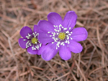 floare, Munte, planta cu flori, plantă, Violet, frumusețe în natură, prospeţime, fragilitate, vulnerabilitate, inflorescenţă, petală, a închide, cap de floare, creştere, natură, nici o persoana, teren, camp, să se concentreze asupra primelor elemente, selectiv, zi, polen, şofran, 1080P, CC0, domeniu public, fără drepturi de autor