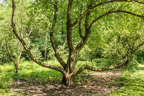 arbre, forma, naturalesa, verd, planta, natural, orgànic, creixement, eco, estiu, herba, jardineria, agricultura, paisatge, bosc, bellesa a la natura, terra, color verd, tronc de l'arbre, tronc, tranquil·litat, branca, cap gent, dia, escenics - natura, escena tranquil·la, part de la planta, a l'aire lliure, escena no urbana, entrellaçats, copa de l'arbre, 2K, CC0, domini públic, lliure de regalies