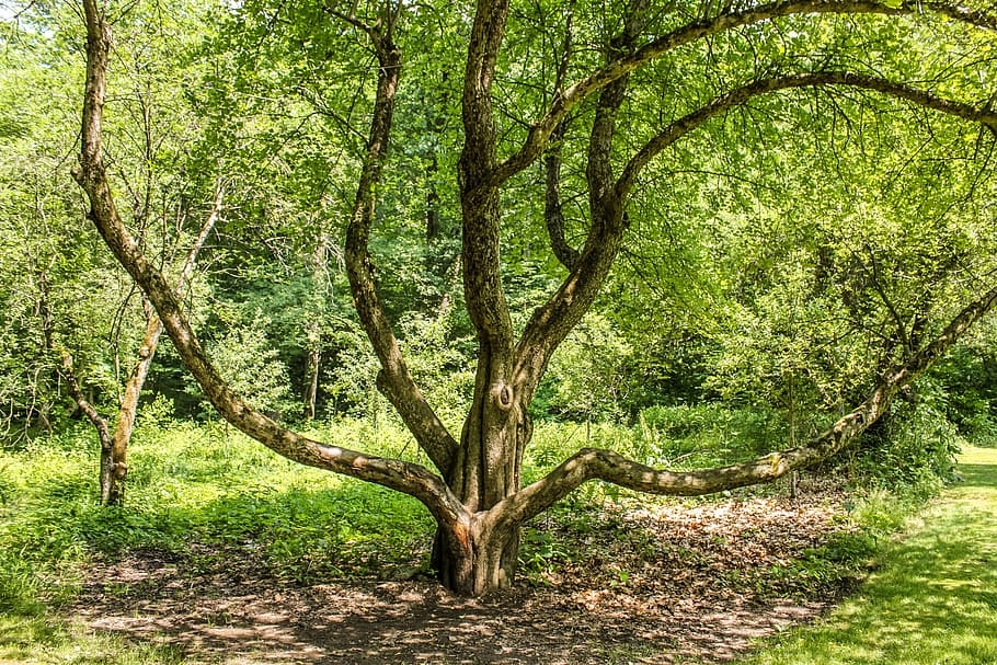 arbre, forma, naturalesa, verd, planta, natural, orgànic, creixement, eco, estiu, herba, jardineria, agricultura, paisatge, bosc, bellesa a la natura, terra, color verd, tronc de l'arbre, tronc, tranquil·litat, branca, cap gent, dia, escenics - natura, escena tranquil·la, part de la planta, a l'aire lliure, escena no urbana, entrellaçats, copa de l'arbre, 2K