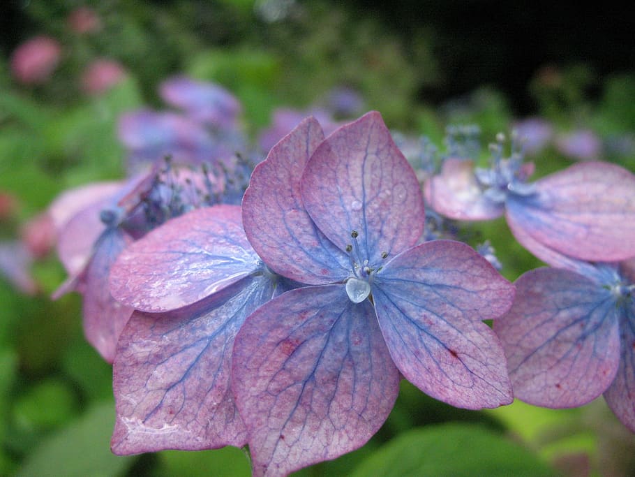 kukka, hortensia, kesä, sininen, sininen-violetti hydrangea, kasvi, lähikuva, päivä, luonto, keskittyä etualalle, alttius, hauraus, kauneus luonnossa, terälehti, tuoreus, kukka pää, kukinto, kasvu, ei ihmisiä, vaaleanpunainen väri, ulkona, kasvitiede, kasvi-osa, kaste, sadepisara, 2K