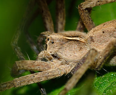 Spindel, insekt, rovdjur, araneae, spindlar, pisaura, djurliv, djur i det vilda, djurteman, djur-, närbild, ryggradslös, ett djur, arachnid, natur, selektiv fokusering, artropod, växt, inget folk, zoologi, dag, träd, grön färg, makro, utomhus, djurben, djuröga, 1080P, CC0, offentligt domän, royaltyfria