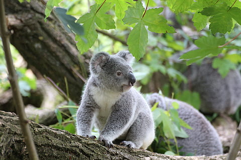 grau, Koala, Baum, süß, Zoo, Tier, Koalabär, purry, ein Tier, Tiere in freier Wildbahn, Tag, Tierwelt, draußen, Tierthemen, Pflanze, Säugetier, Blatt, Pflanzenteil, Natur, keine Leute, Ast, Wirbeltier, Fokus auf den Vordergrund, in voller Länge, Nahansicht, 5K, CC0, gemeinfrei, lizenzfrei