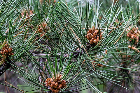 pijnboom, els, boom, natuur, Bos, mooi, groen, reizen, bulgarije, dennenappel, dennenboom, naaldboom, fabriek, Pinaceae, groene kleur, geen mensen, naald - plantdeel, groei, detailopname, focus op de voorgrond, dag, bruin, kalmte, tak, schoonheid in de natuur, blad, buitenshuis, dennenbos, 4K, CC0, publiek domein, royaltyvrij