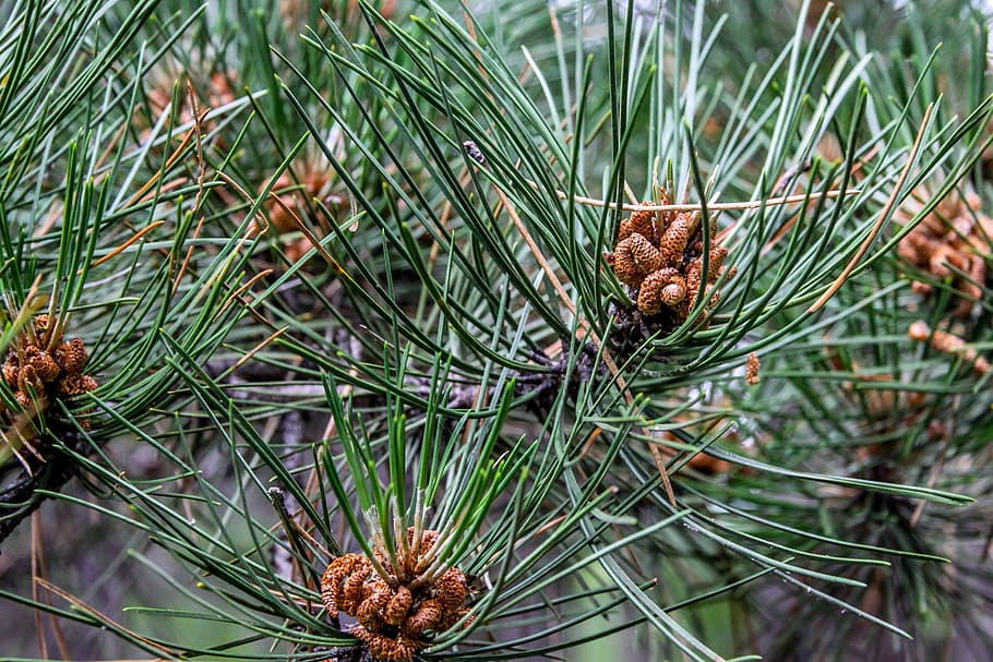 ontano, albero, natura, foresta, bellissimo, verde, viaggio, Bulgaria, pigna, Pino, albero di conifere, pianta, Pinaceae, colore verde, nessuno, ago - parte vegetale, crescita, avvicinamento, concentrarsi sulle conoscenze acquisite, giorno, Marrone, la tranquillità, ramo, bellezza nella natura, foglia, all'aperto, bosco di pini, 4K