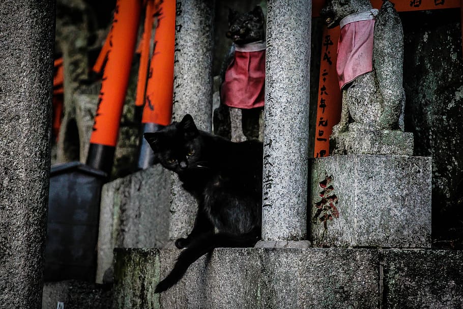 sort kyoto kat, to, sort, katte, trappe, kat, feline, kolonner, søjle, trin, udskæringer, sten-, tapet, Kyoto, skinne, tempel, orange, japansk kat, japan, dyre temaer, kæledyr, indenlandske, pattedyr, dyr, et dyr, hvirveldyr, husdyr, sort farve, ingen mennesker, indenlandske kat, dag, sidder, hunde, hund, udendørs, lempelse, arkitektur, 5K