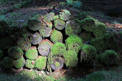 Wald, Baumstämme, Log, Moos, Baum, Natur, Holz, Forstwirtschaft, gestapelt, Pflanze, Wachstum, grüne Farbe, keine Leute, Tag, Land, Ruhe, draußen, Schönheit in der Natur, Stapel, Abholzung, Pflanzenteil, solide, Feld, große gruppe von gegenständen, Abdeckung, 5K, CC0, gemeinfrei, lizenzfrei