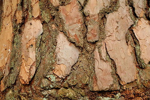 Borke, Kiefer, Hintergrund, Struktur, Baum, Schuppenrinde, Log, Rahmen, schuppig, texturiert, Vollbild, Kofferraum, Baumstamm, keine Leute, Hintergründe, Tag, Nahansicht, Muster, braun, Rau, Natur, Pflanzenrinde, draußen, Pflanze, verwittert, geknackt, Land, trockenes Klima, 5K, CC0, gemeinfrei, lizenzfrei