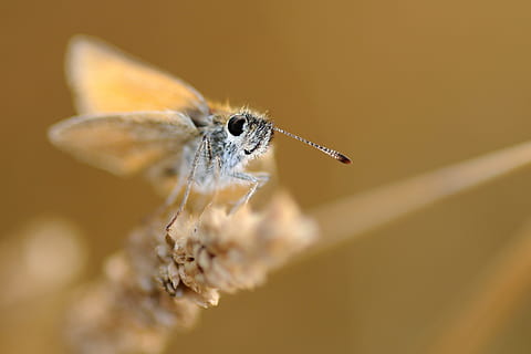 farfalla, insetto, macro, un animale, fauna selvatica, temi animali, animali allo stato selvatico, animale, invertebrato, avvicinamento, parte del corpo animale, messa a fuoco selettiva, nessuno, ala animale, natura, ingrandimento, primo piano estremo, all'aperto, falena, fragilità, bellezza nella natura, testa di animale, piccolo, farfalla - insetto, occhio animale, 4K, CC0, dominio pubblico, privo di copyright